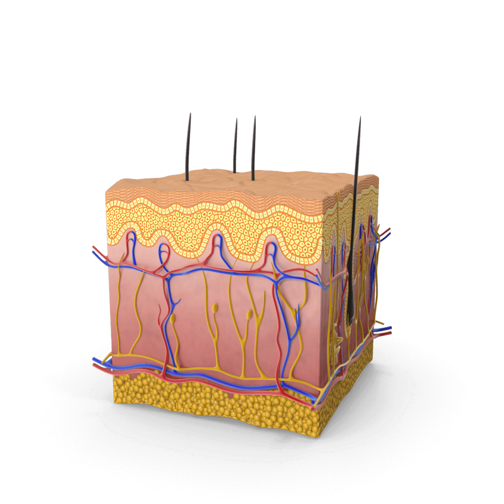 Skin Microbiome